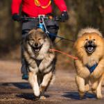 Тичане и каране на колело с вашето куче
