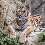 За тигрите с любов