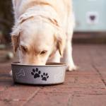 Храненето на кучето със сурово месо може да доведе до разпространение на резистентната към антибиотици бактерия E. coli