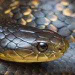 Австралийски тигрови змии еволюират бързо, за да поглъщат по-едра плячка