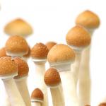 Халюциногенните гъби борят упоритата депресия