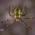 10 интересни факта за паяците, които е добре да знаете
