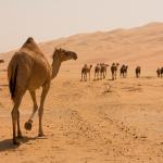 Нямате представа откъде всъщност идват камилите