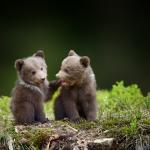 WWF ще включи стратегии на ученици в кампанията си за опазване на мечките в България
