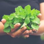 Лечебните растения за всяка зодия