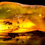 Откриха за пръв път в Южна Африка доисторически насекоми, запазени в кехлибар