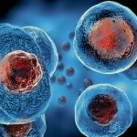 Какво представляват стволовите клетки