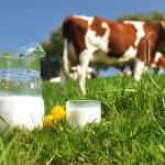 Учени създадоха крава, която произвежда човешки инсулинови протеини в млякото си