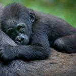 Приматите също са застрашени от новия коронавирус