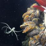 Откриха цяла една нова екосистема, скрита под океанското дъно