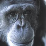 Шимпанзето Уашо – първото животно, което научава човешки език