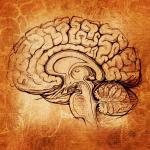 Как реагира мозъкът, когато в него се заражда идея