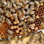 Бъкфаст, пчелички и български мед