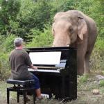 Тези видеа на слонове, които се наслаждават на класическата музика, ще оправят деня ви