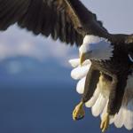 Притча за орела и чучулигата или как да те приемат насериозно