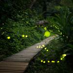 Гледайте как море от светулки се синхронизира с LED светлини