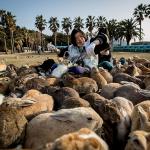 Окуношима - островът на зайците