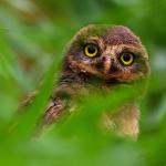 Ах, тези сладки совички...