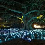 Разходка из градината на светлината в Сидни