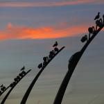 Кадър на деня: Чайки в почивка
