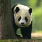 Гигантската панда вече не е застрашен вид!