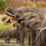 Повечето животни нямат баби, но слоновете имат. И тя има важна роля в семейството