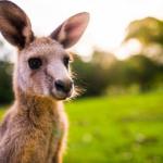 Как изглежда торбата на кенгуруто отвътре? (проверка на факти)