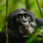 Нгого: Епичната история на най-доминантната армия от шимпанзета в света