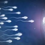 Женската репродуктивна система е като бягане с препятствия за сперматозоидите