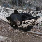 Тези мечки в хамак са готови да атакуват уикенда