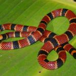 Мъж се инжектира със змийска отрова, за да придобие имунитет