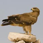 Мигриращи орли едва не докараха руски учени до фалит заради астрономически сметки от роуминг