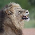 Летящ лъв: бивол изстрелва хищника високо във въздуха