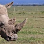 Учените се опитват да спасят северните бели носорози от изчезване чрез ин витро