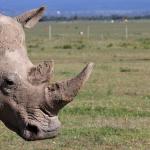 Учени оплодиха яйцеклетки на единствените бели северни носорози