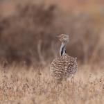 Искате здрави деца? Гледайте красиви мъже