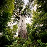 Едно от най-великолепните дървета в Нова Зеландия е в опасност