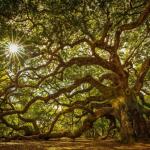 Дърво убива птици за удоволствие