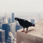 Какво ще стане, ако хвърлим слон от небостъргач?