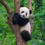 Видео: Непохватните панди