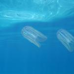 Този странен организъм има изчезващ анус