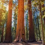 Джулия Хил - жената, която спаси едно дърво на 1500 години, живейки в него 738 дни