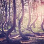 Кривата гора в Полша остава мистерия