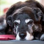 Учените обясняват защо загубата на куче се равнява на загубата на близък човек