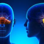 Откриха нова важна функция на церебелума в мозъка