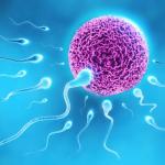 Конкурентноспособният сперматозоид се изявява при съперничество
