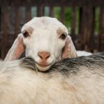 Козите харесват усмихнати хора