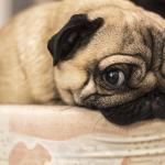 Кучетата може и да изглеждат засрамени, но не изпитват вина