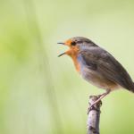 Защо Северна Корея се превърна в рай, но не за хората, а за птиците?