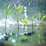 Проучване показва как растенията се „паникьосват“, когато вали